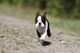 BOSTON TERRIER 196